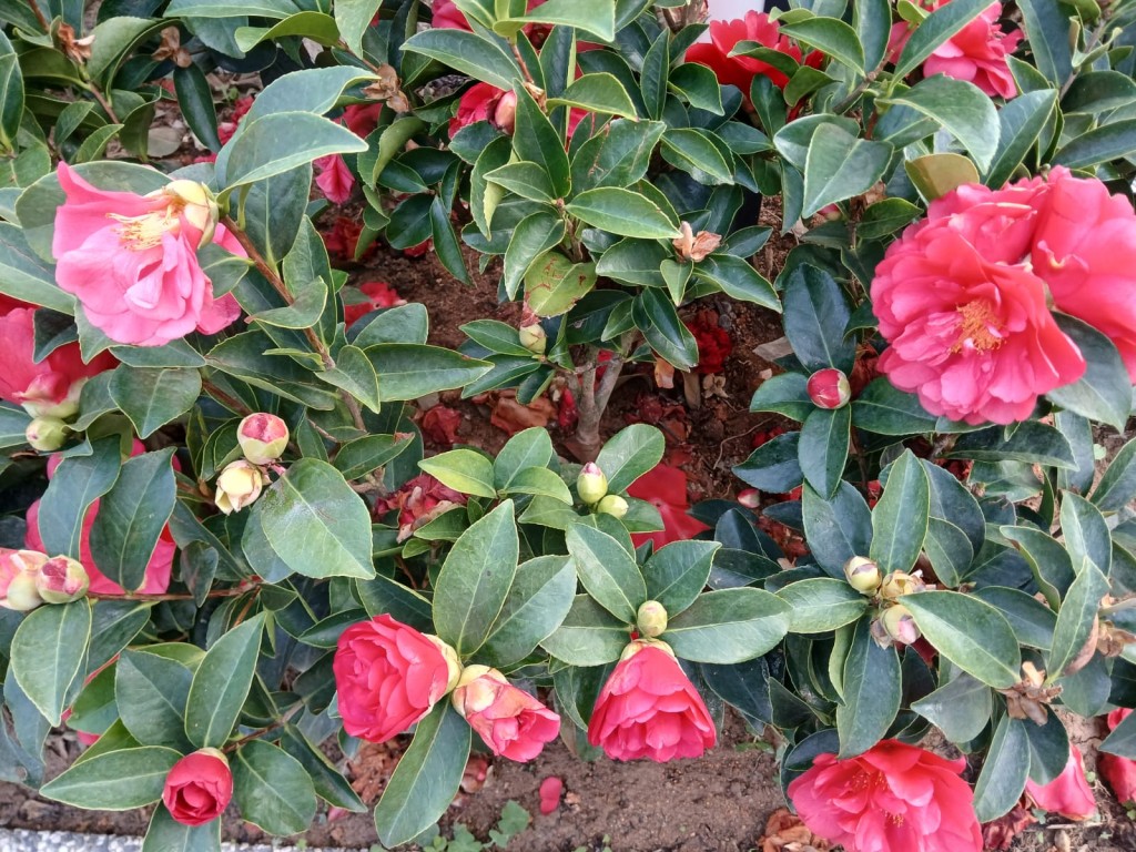 春和景明，茶花滿枝頭。多個公園之前悉心栽種的茶花近日盛開燦爛。