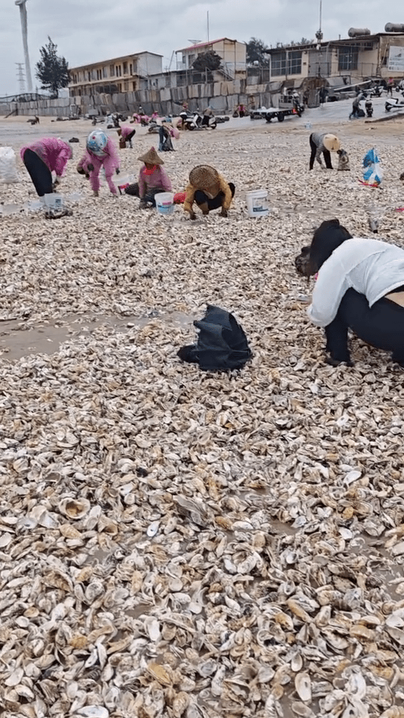 颱風後，在福建漳州，退潮後海灘遍地生蠔。