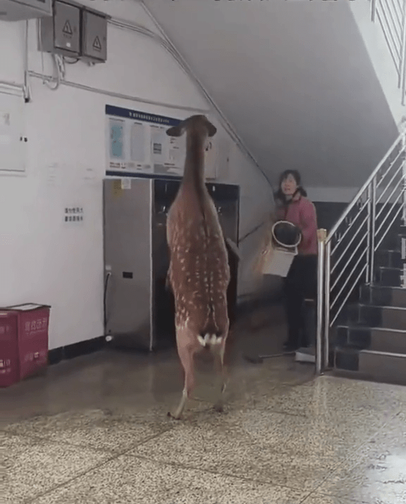 梅花鹿溜進女生宿舍,宿管阿姨手持掃把驅趕。 梅花鹿溜進女生宿舍,宿管阿姨手持掃把驅趕。
