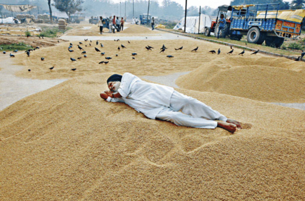 在印度北部的一个谷物批发市场，一名农民躺在稻米堆上休息。