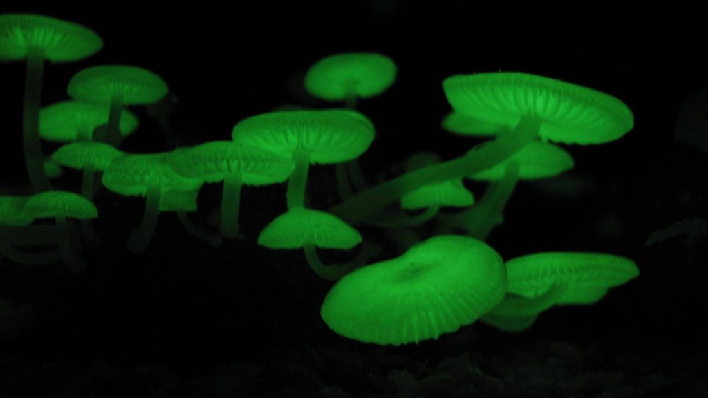 大場裕一專門研究發光物種，包括發光菇類。 Wiki