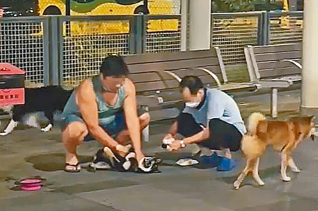 被捕姓連男子涉嫌緊握柴犬頸部。