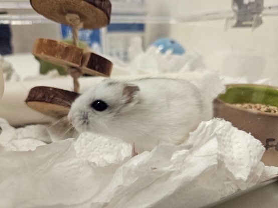 倉鼠「小籠包」的眼睛最終康復，而學生們更因這次經歷而對「生命」懷有更深的體會與敬重。