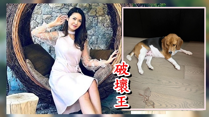 陳庭欣的愛犬又做破壞王喇!