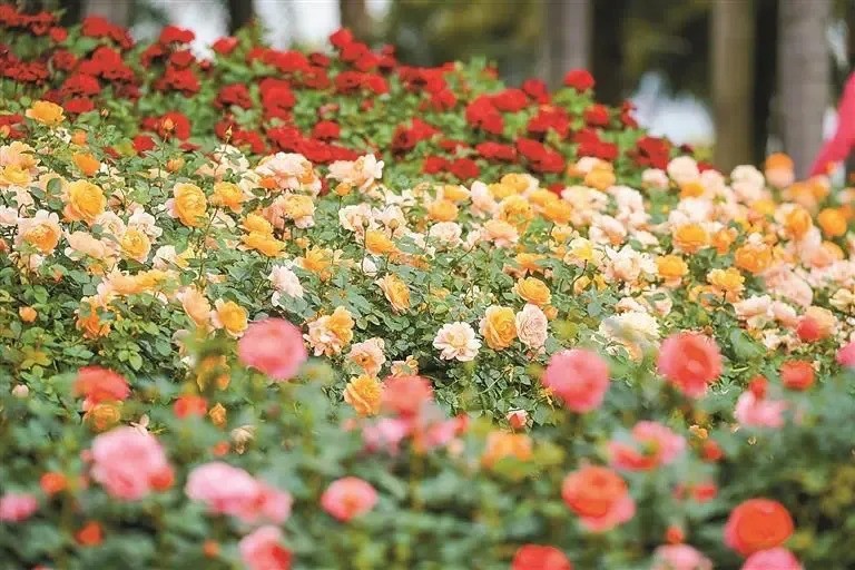 除了菊花展外，深圳市另一人氣打卡熱點，必屬前海石公園門前盛放的月季花。（圖片來源：深圳市人民政府新聞辦公室微信）