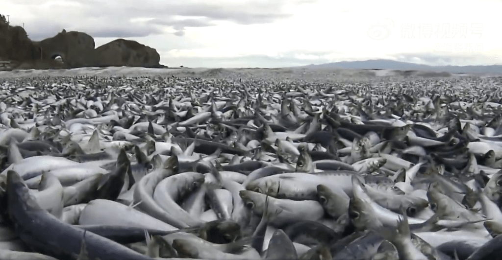 北海道函館市海岸12月7日發現大量魚類被衝上岸，魚腥味瀰漫海灘。 海客新聞視頻截圖