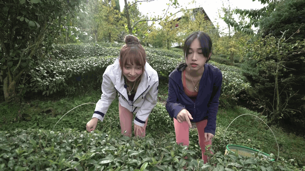林襄（左）與林映暉在山區學採茶及曬茶葉。