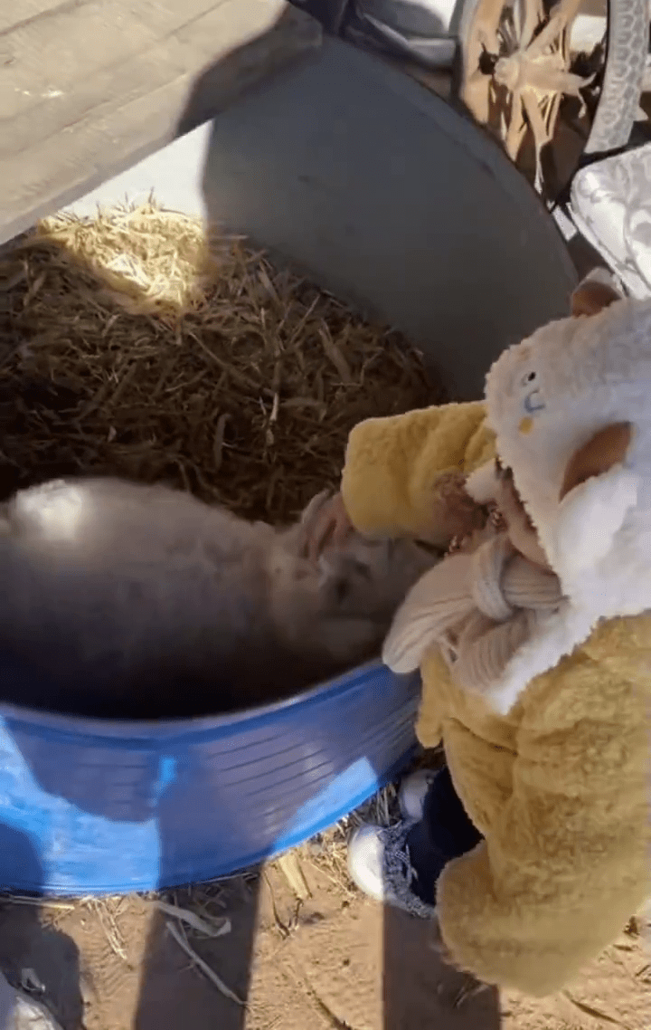 見大人倒地裝死的「戲精小羊」見小孩卻活潑親暱。