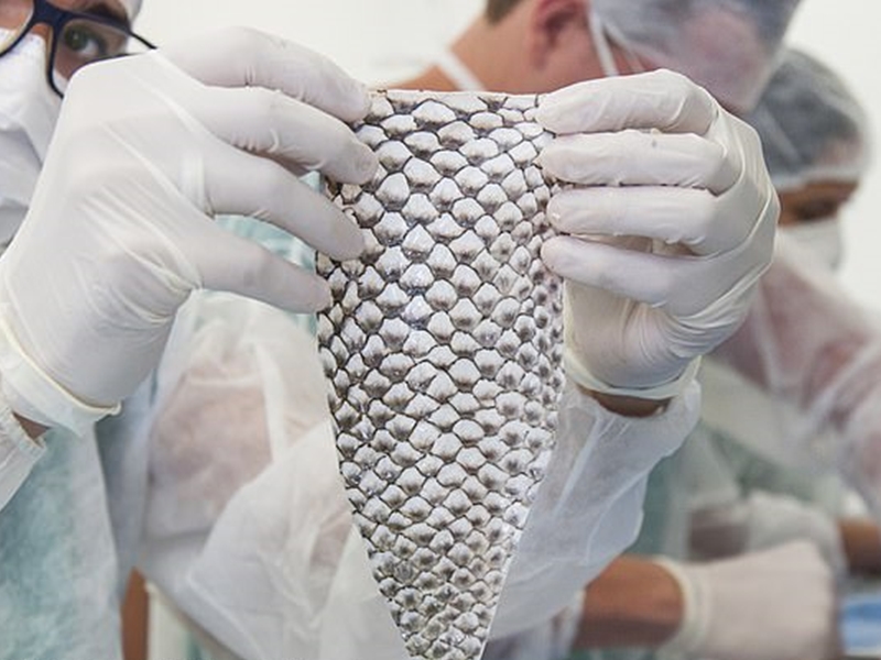 医生在Maju体内植入以吴郭鱼皮包裹的模具。 网上图片