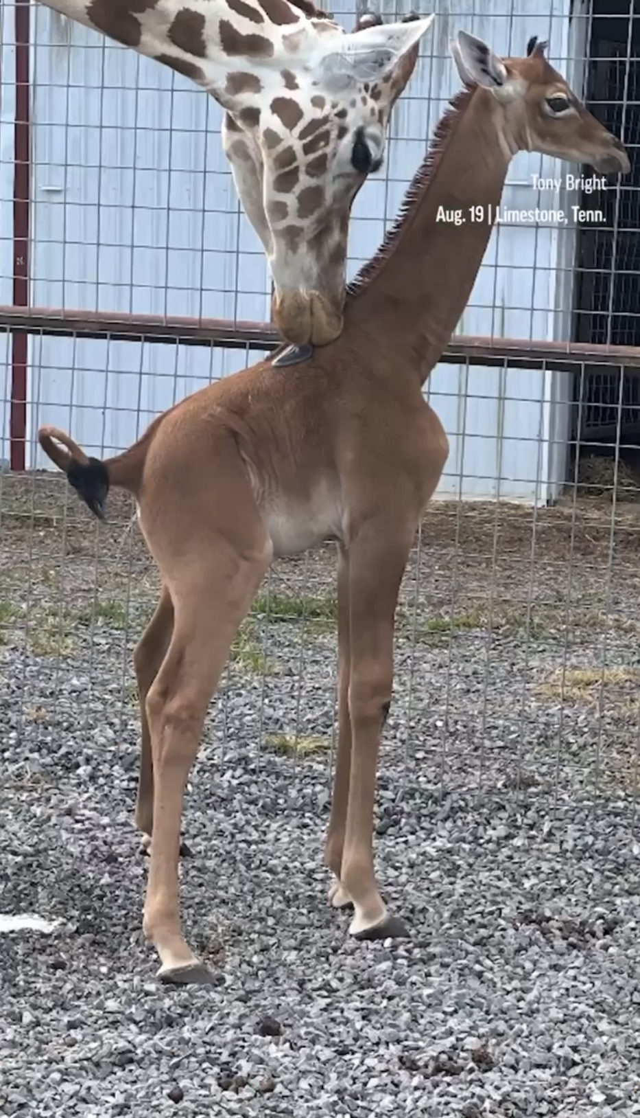 動物園為無紋長頸鹿寶寶徵名，目前正在接受投票。 美聯社