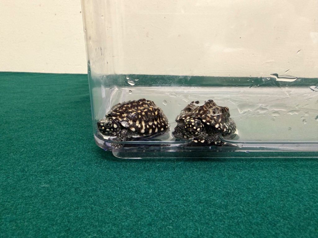 海關檢獲的兩隻懷疑屬受管制瀕危物種活龜,估計市值約3000元。 海關檢獲的兩隻懷疑屬受管制瀕危物種活龜,估計市值約3000元。