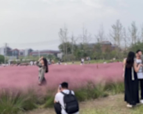 河南粉黛乱子草园惨遭游客践踏。