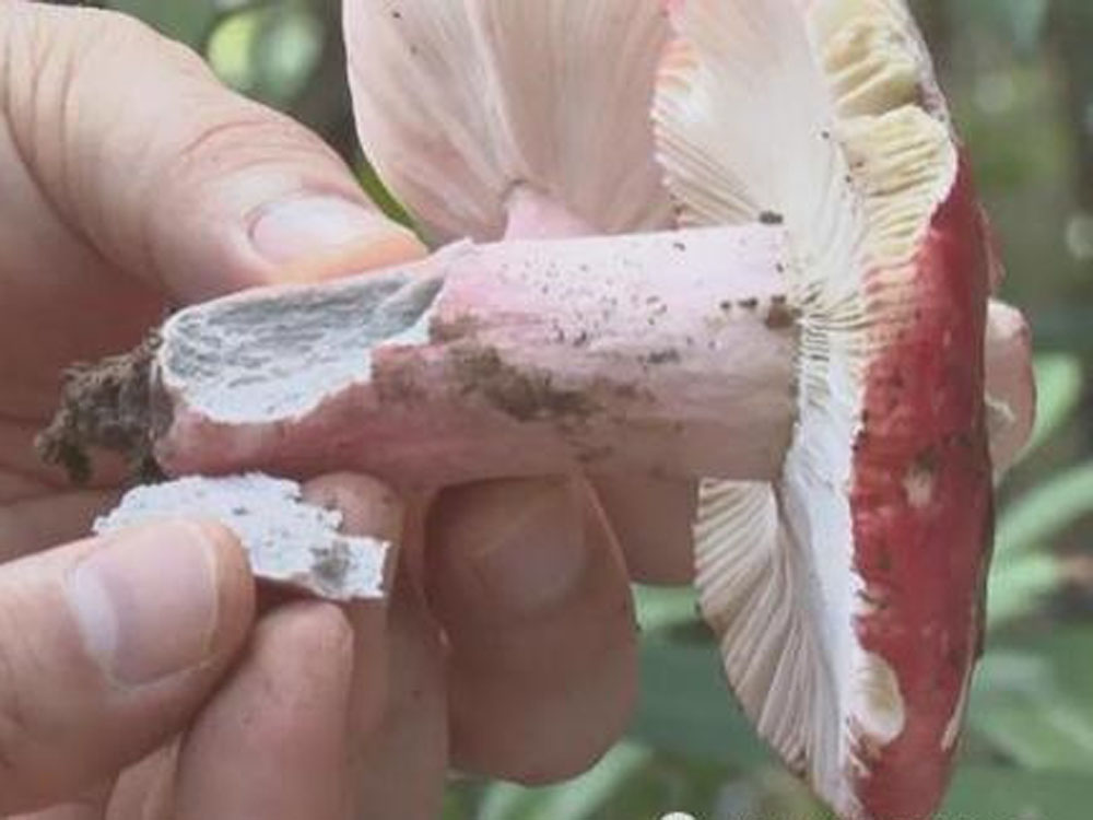 劇毒「亞稀褶紅菇」致死率達70％。