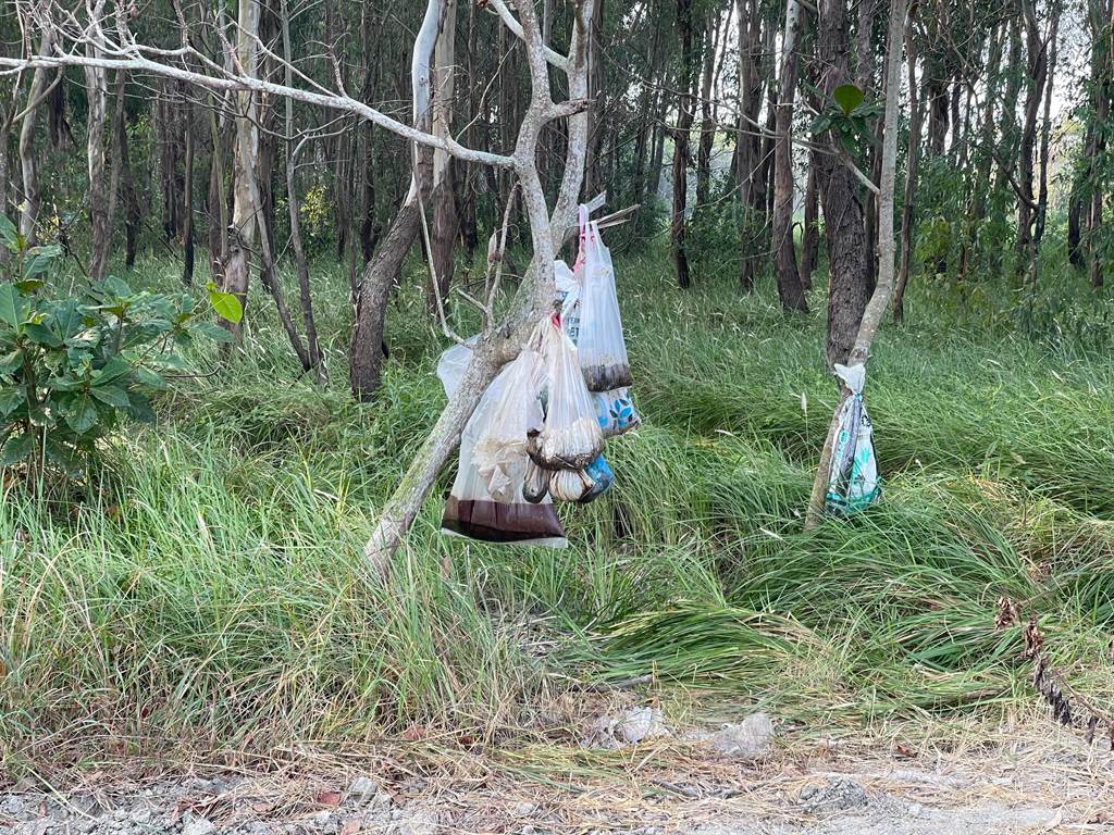  2021年10月，台湾嘉义县有人将猫尸放入胶袋内，再挂上树头。中时新闻网图片