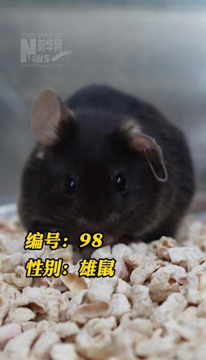 神舟二十一號「四鼠」。 新華網 神舟二十一號「四鼠」。 新華網