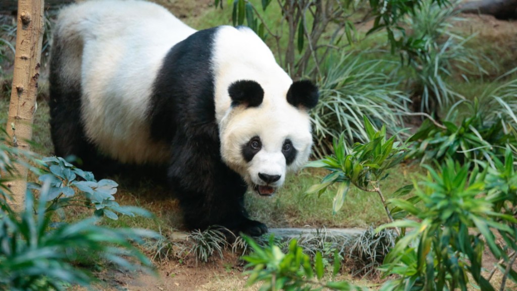 大熊貓安安接受安樂死離世，享年35歲。 海洋公園提供