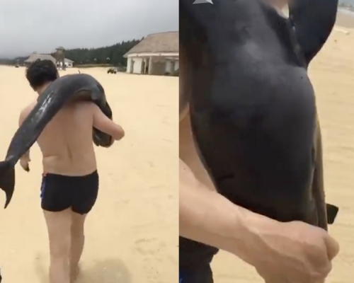 一名男遊客將擱淺的死海豚扛在肩上帶走。（網圖）