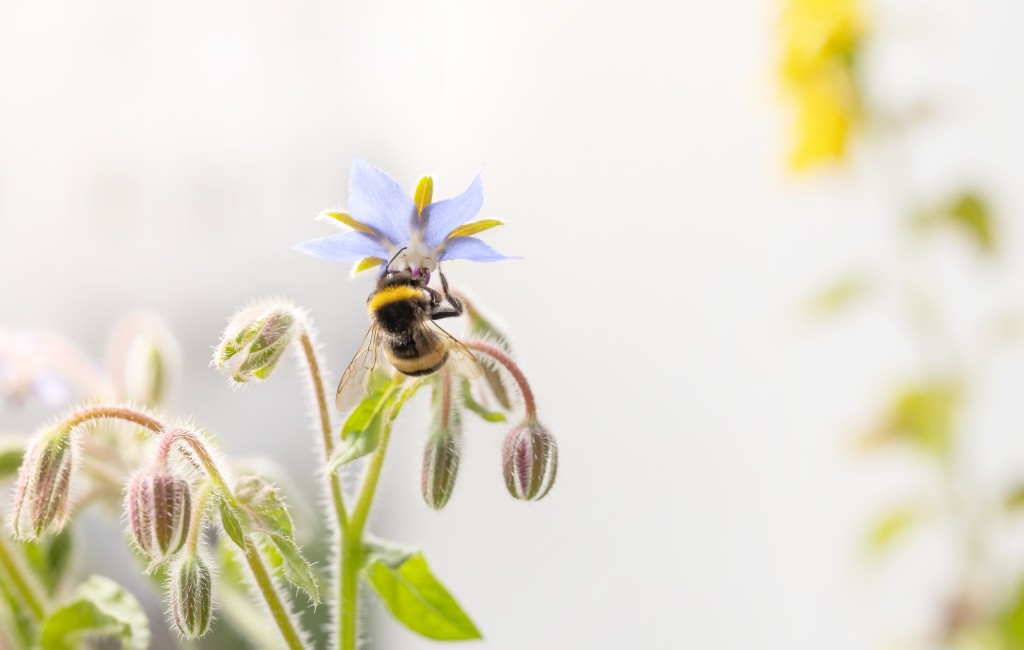 栖息地的退化为蜜蜂提供食物的开花植物减少。