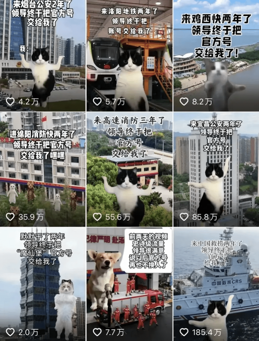猫咪「霸屏」政务新媒体火遍全网。