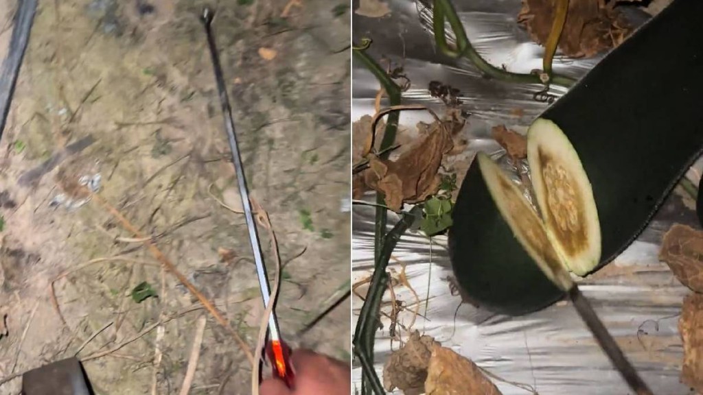 唐先生半夜「扑瓜」片爆紅。抖音@ 小唐菜業合作社