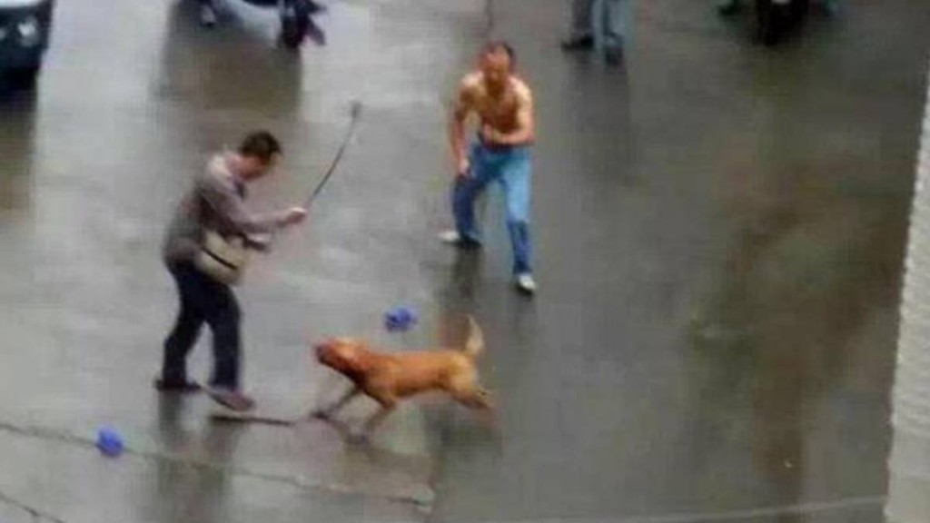 內地瘋狗症的發病與死亡數字出現16年來，首次雙反彈。示意圖
