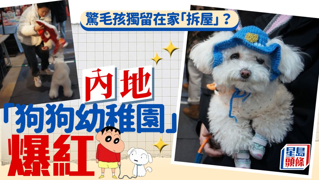 毛孩獨留在家易拆屋 內地狗狗幼稚園爆紅
