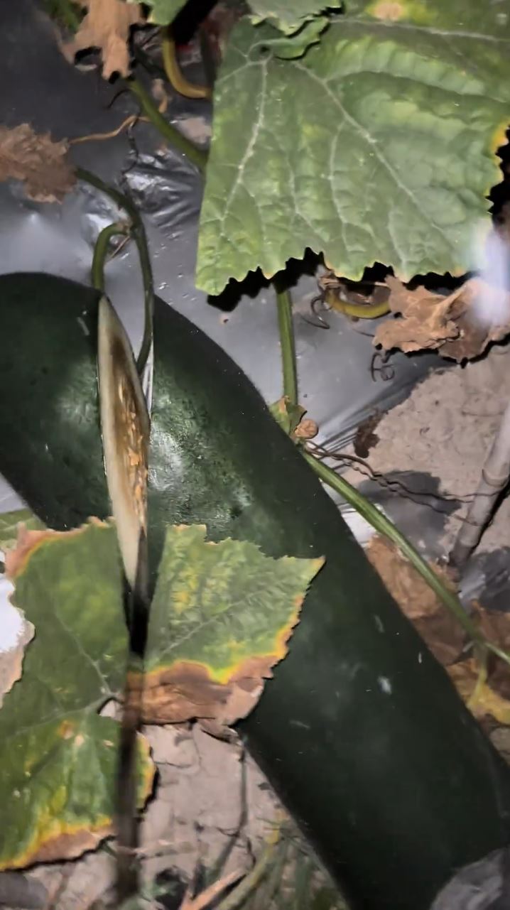 唐先生半夜“扑瓜”片爆红，凭听敲击声可猜到瓜的好坏。抖音@ 小唐菜业合作社