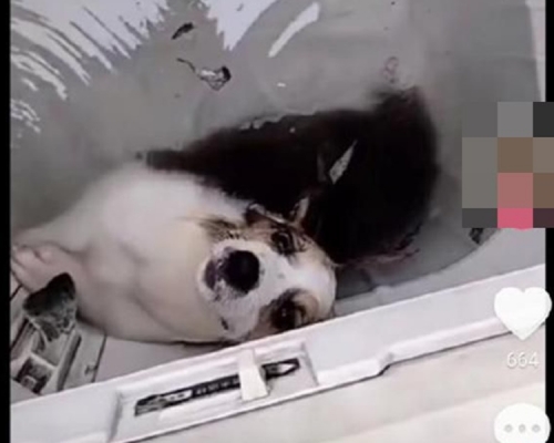 哥基犬牙在水中狂轉不停掙扎。網圖