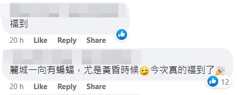 網民：麗城一向有蝙蝠，尤是黃昏時候，今次真的福到了。fb「麗城花園之友」截圖