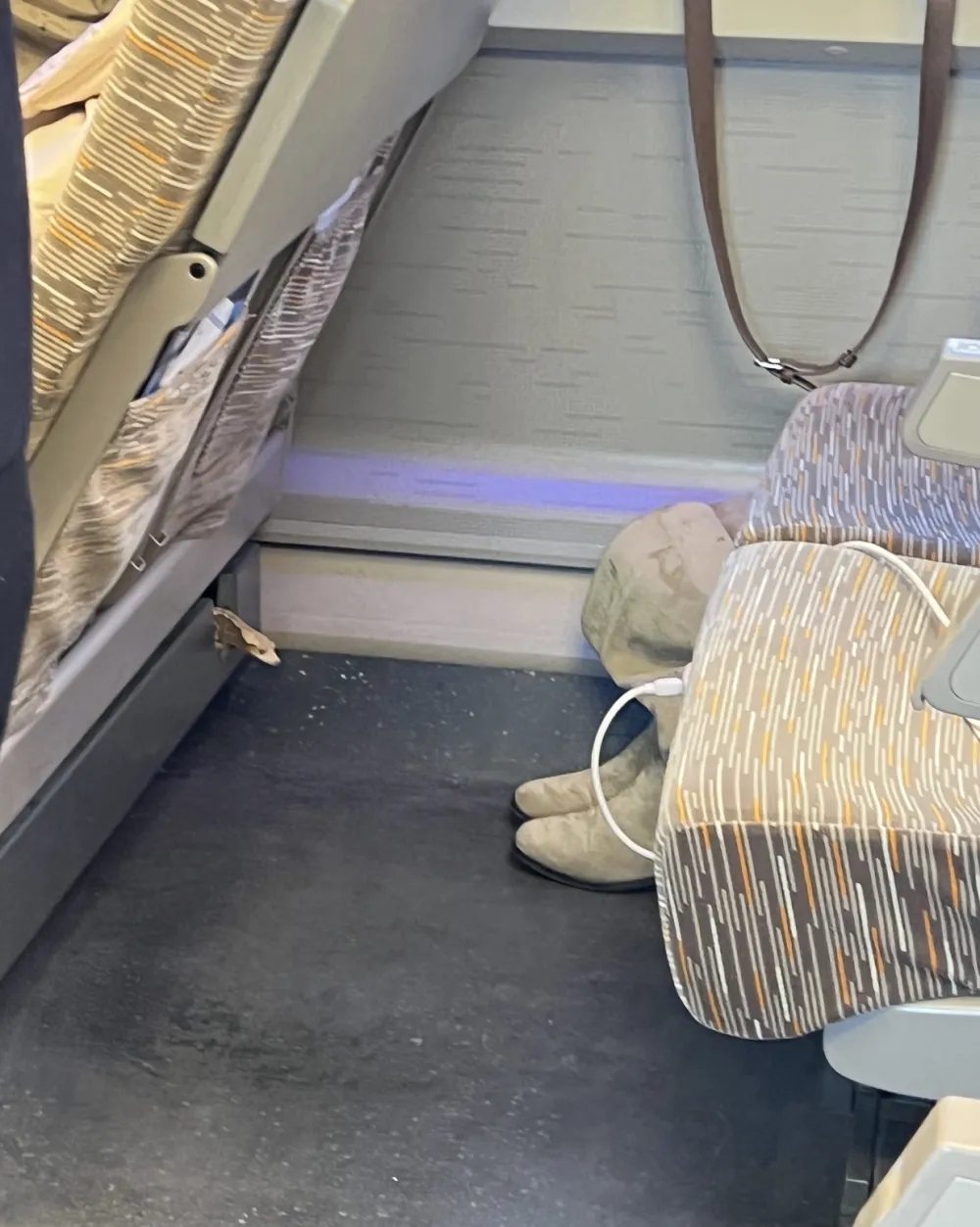 高鐵車廂座椅鑽出活蜥蜴。