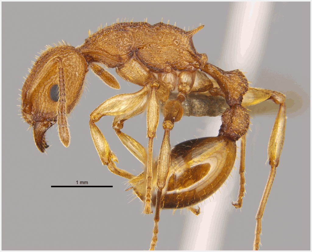 管納德團隊於2016年首次在本港描述的金樹蟻。（管納德及羅羽瑩圖片）