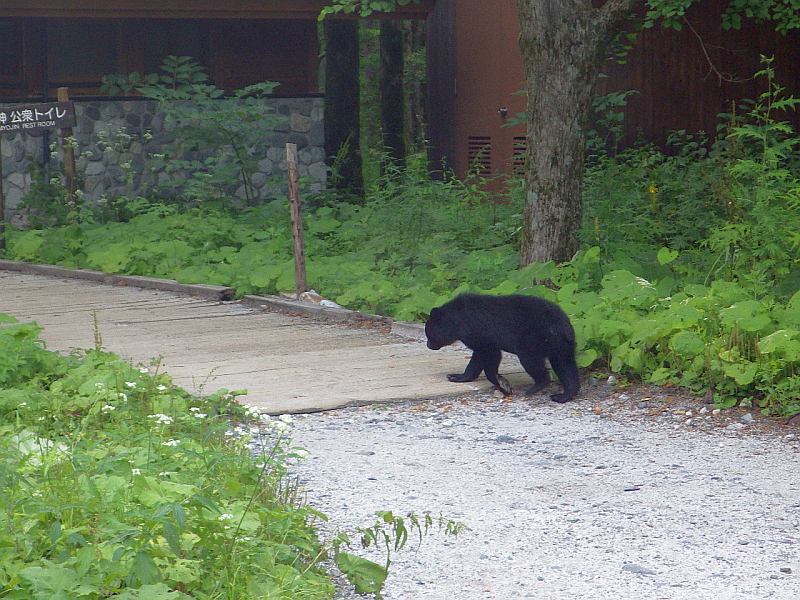 日本郊區自然步道常有熊出沒。網上圖片