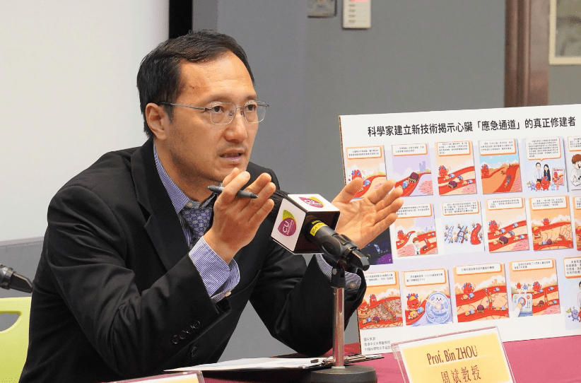 中大心血管科學聯合實驗室教授周斌指出,過往學界普遍認為側支動脈是由動脈內皮細胞重新排列形成,但受技術限制,一直未能獲得直接證據。葉偉豪攝 中大心血管科學聯合實驗室教授周斌指出,過往學界普遍認為側支動脈是由動脈內皮細胞重新排列形成,但受技術限制,一直未能獲得直接證據。葉偉豪攝