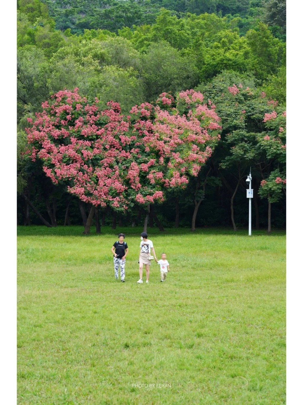 以往欒樹花更排成愛心形狀！（圖片來源：小紅書@樂嚴）