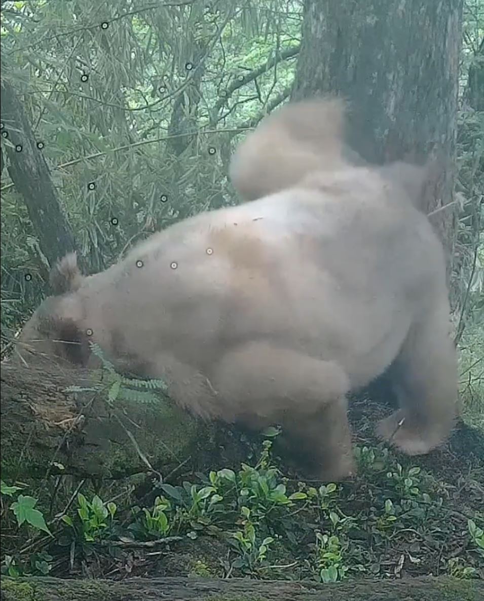 影片显示全球唯一的白色大熊猫，野外生存技巧已很成熟。微博