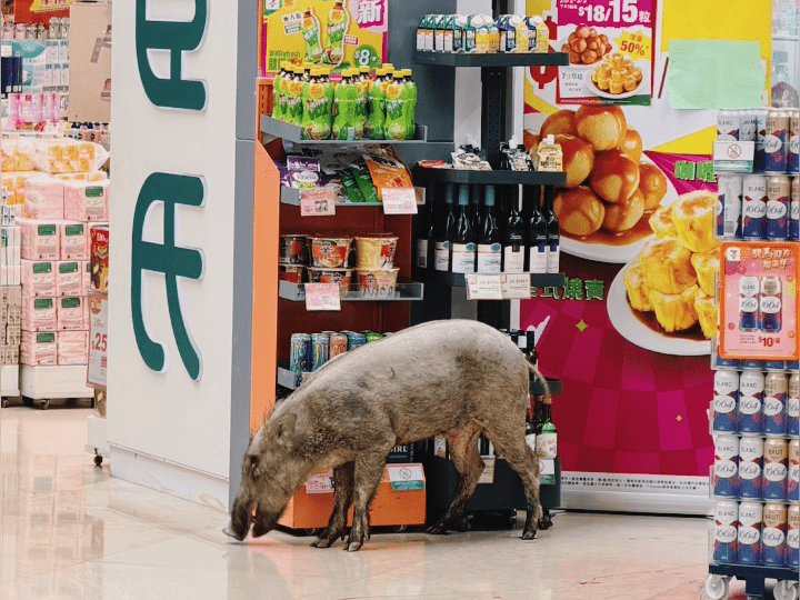 野豬較早時闖入烏溪沙站及附近商場。小紅書：香港小紅薯