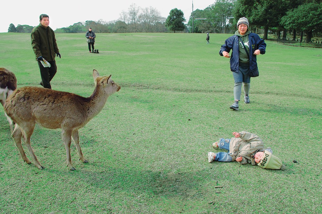 網民教路在奈良餵鹿要留意2大重點。（示意圖，非當事人）