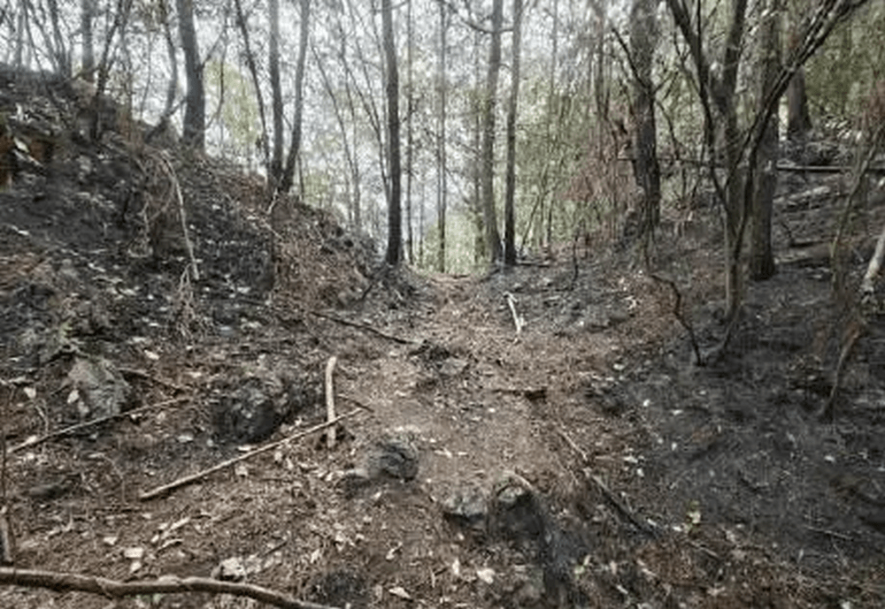 大媽放火燒山的痕跡。