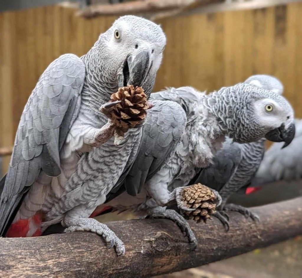 英國林肯郡野生動物園幾隻「粗口灰鸚鵡」備受關注。 facebook