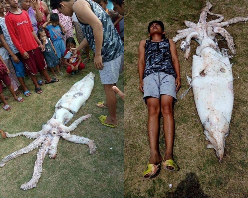数十名居民赶来围观巨型鱿鱼，比一位躺在旁边的青年身高还长。（网图）