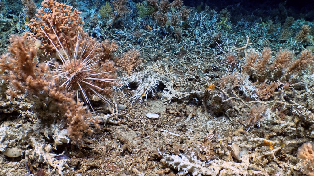 科学家指，附近可能有更多原始珊瑚礁群。(路透社)