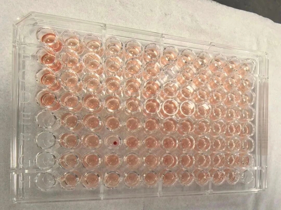 溶血試驗首次出現陰性結果。