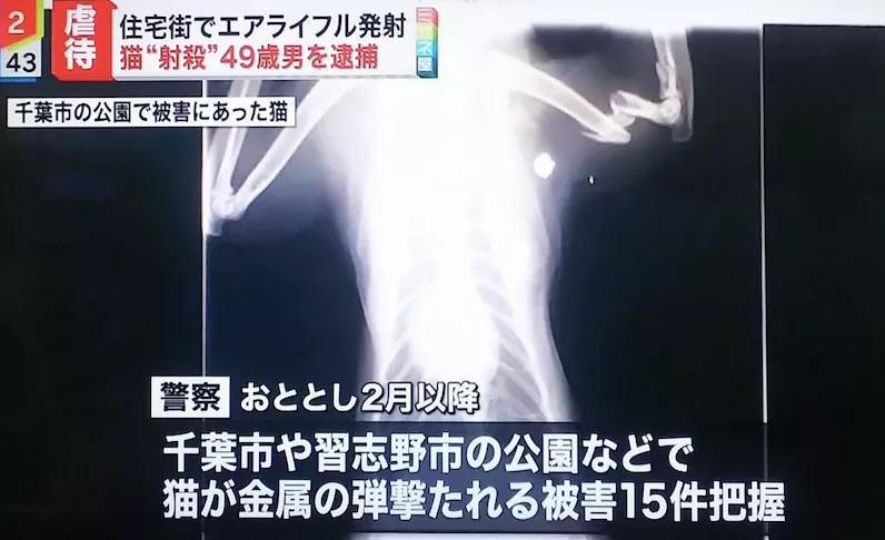 去年11月20日在八千代市用氣槍射擊一隻貓咪，導致牠大腿粉碎性骨折。網上圖片