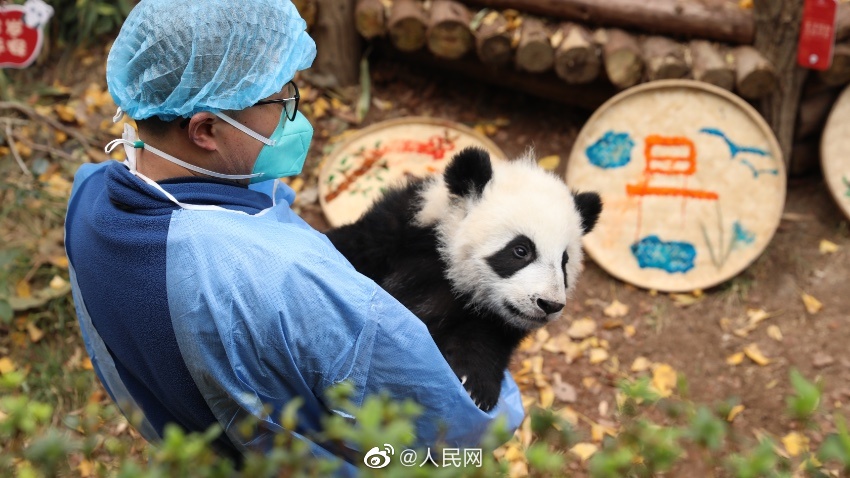 目前，所有大熊貓寶寶成長狀態良好。人民網微博圖