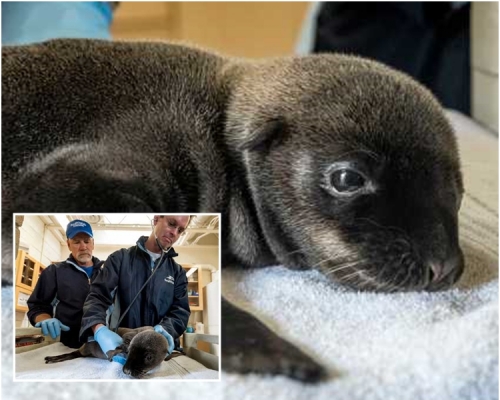 只有一日大的海獅BB十分趣緻可愛。AP