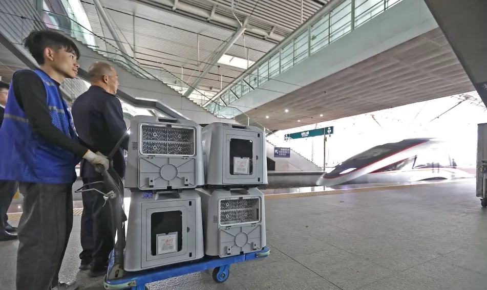 深圳北站站台，「毛孩子」準備登上G400次列車。 深圳大件事
