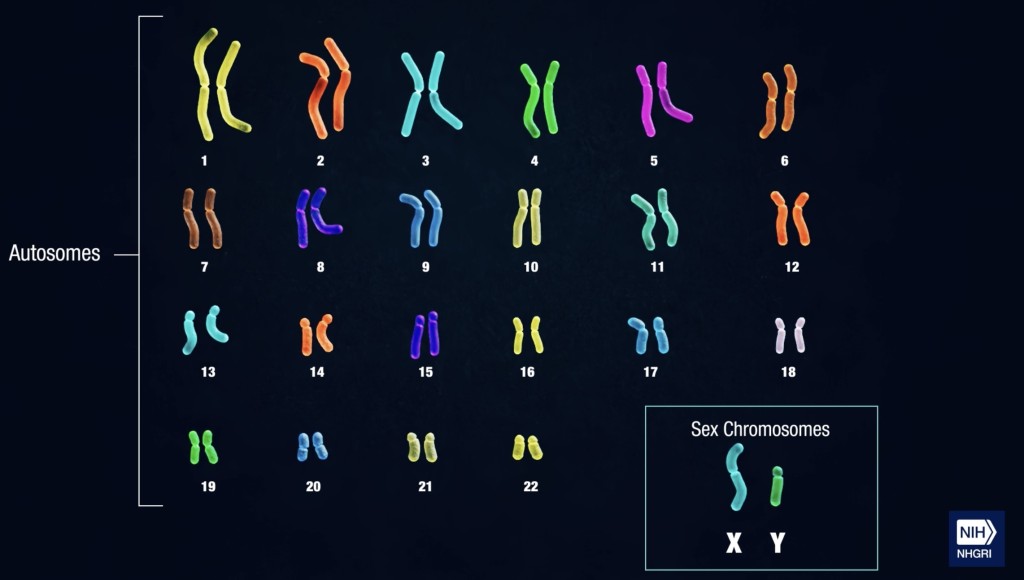人類有 23 對染色體，其中22對是常染色體，只有一對是生染色體。 NHGRI