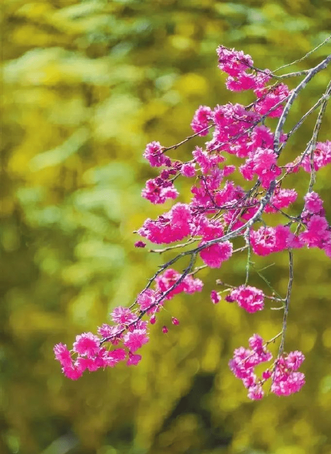 仙湖植物園是賞花勝地。