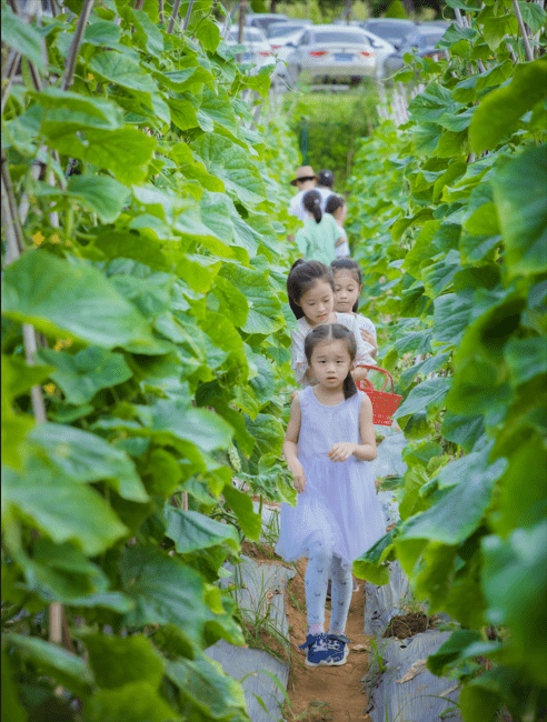 深圳秋天好去處 | 田園採摘體驗