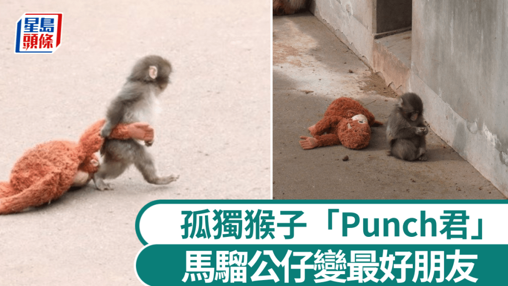 PUNCHI因被母親棄養，未能順利融入猴群。X@wael khoury